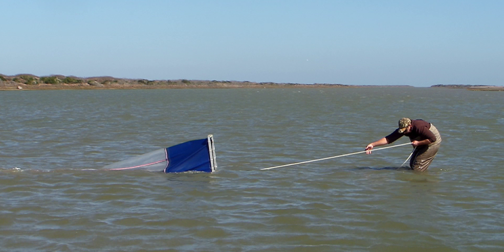 Juvenile fish, shrimp, and crabs are collected using a special net called an epibenthic sled.