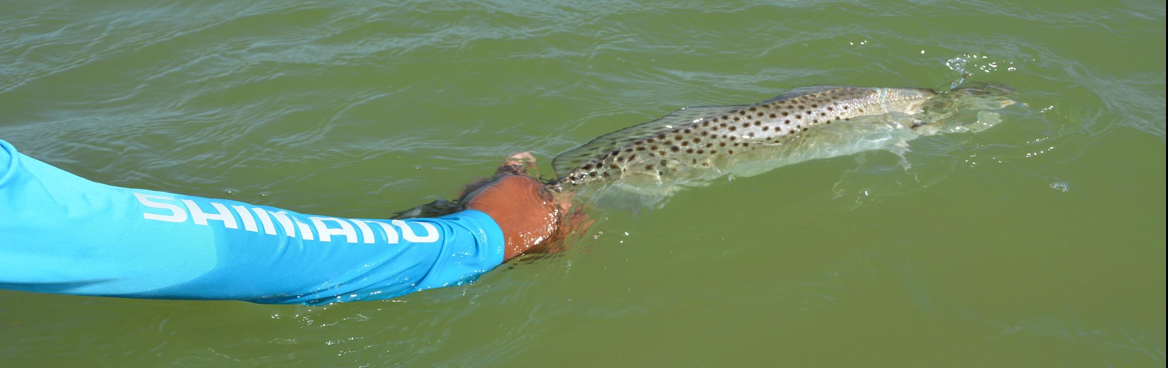 Releasing a Spotted Seatrout