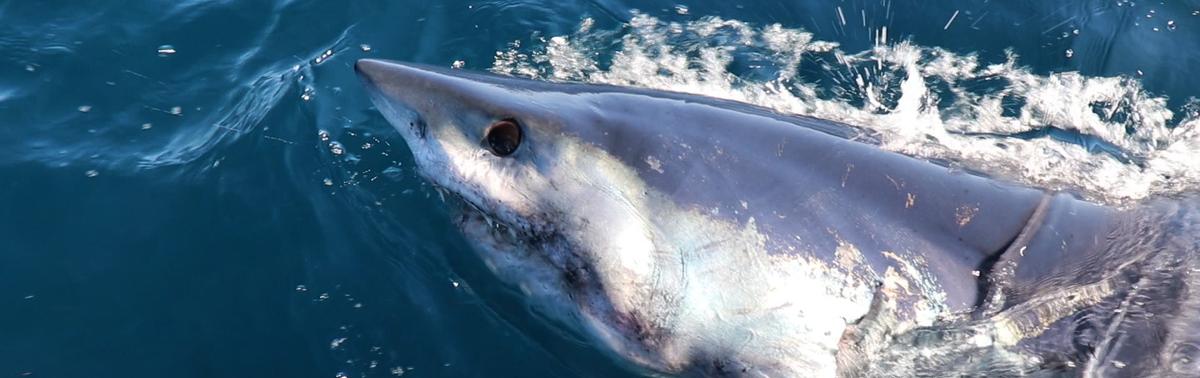 Meet our Sharks
