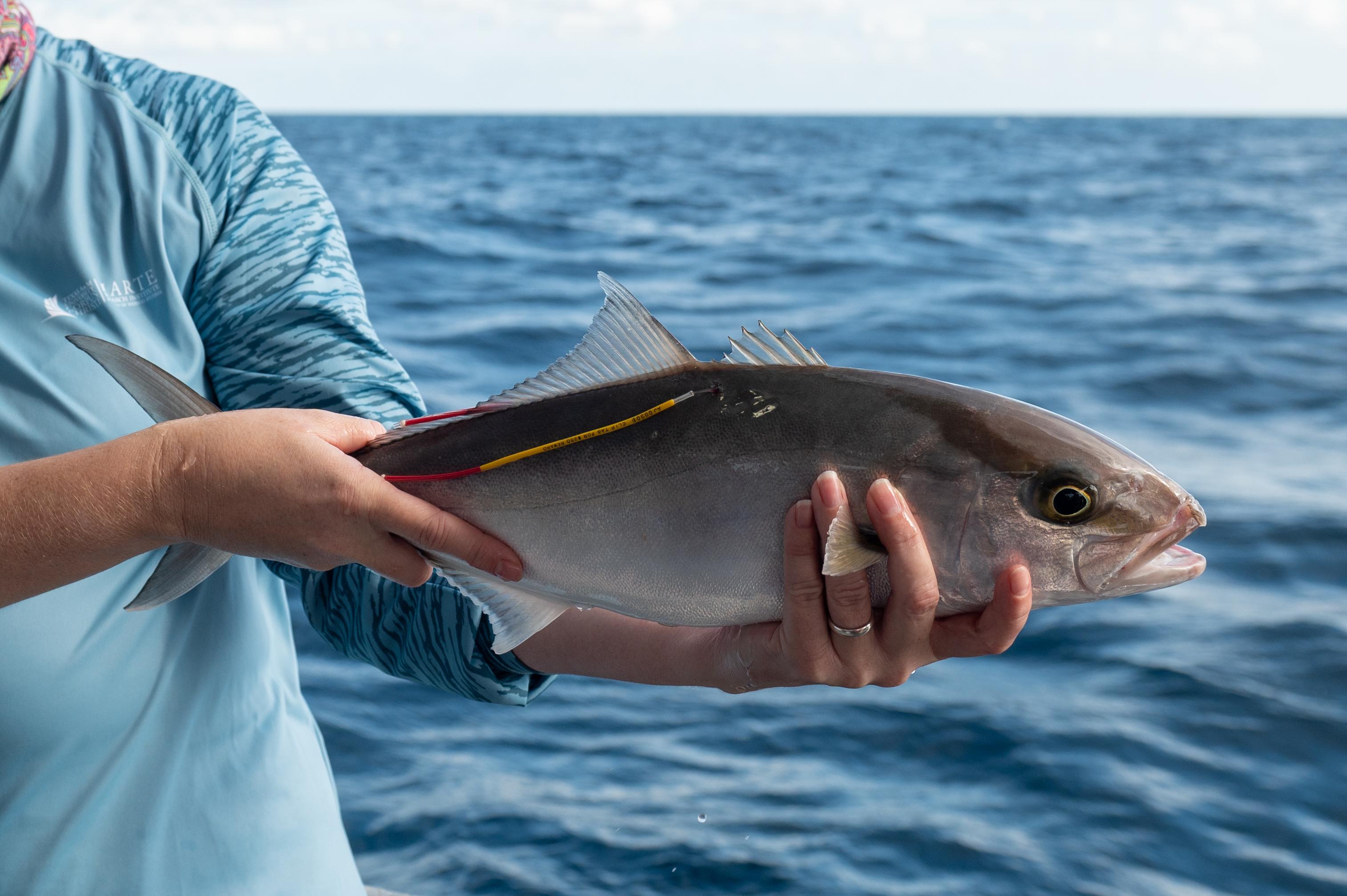Sportfish tagging
