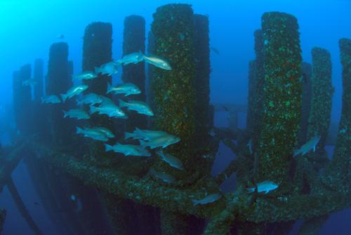 Artificial reef snapper