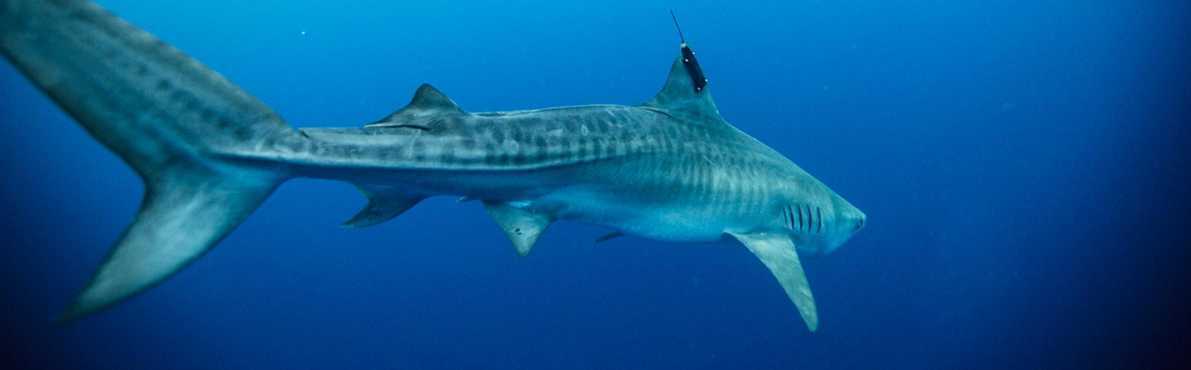 Whale Shark