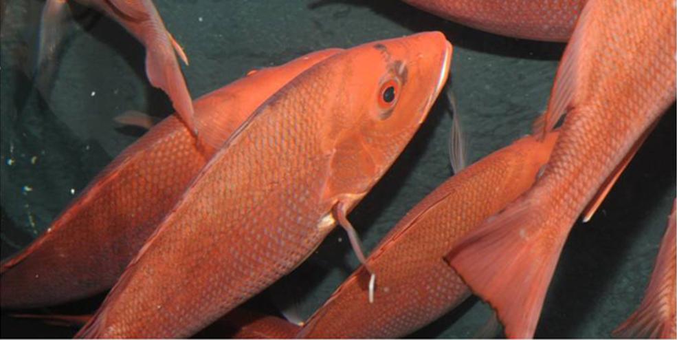 Red snapper is an iconic Gulf species and our research goal is to provide the sound scientific data fishery managers need to better enhance red snapper populations.