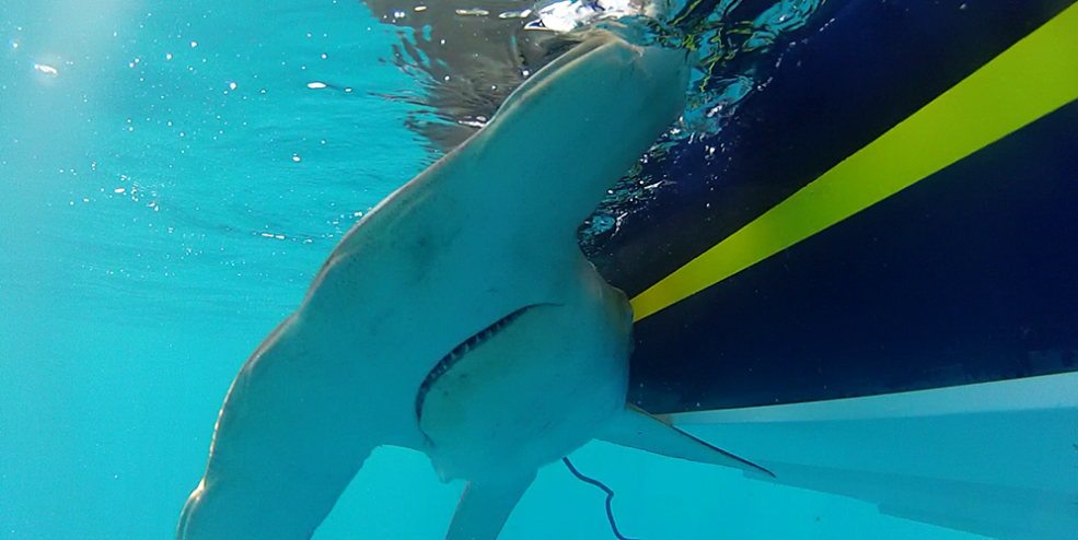 Hammerhead Shark "Wyatt" being tagged.