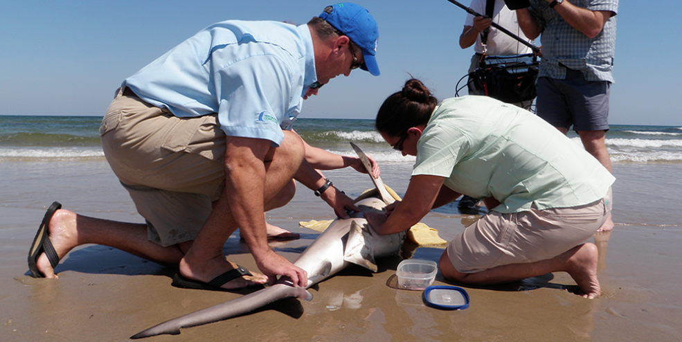 CSSC staff tagging a bull shark at Padre Island National Seashore