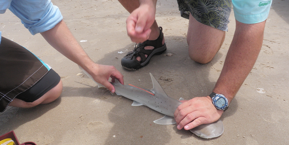 CSSC staff tagging a bonnethead shark