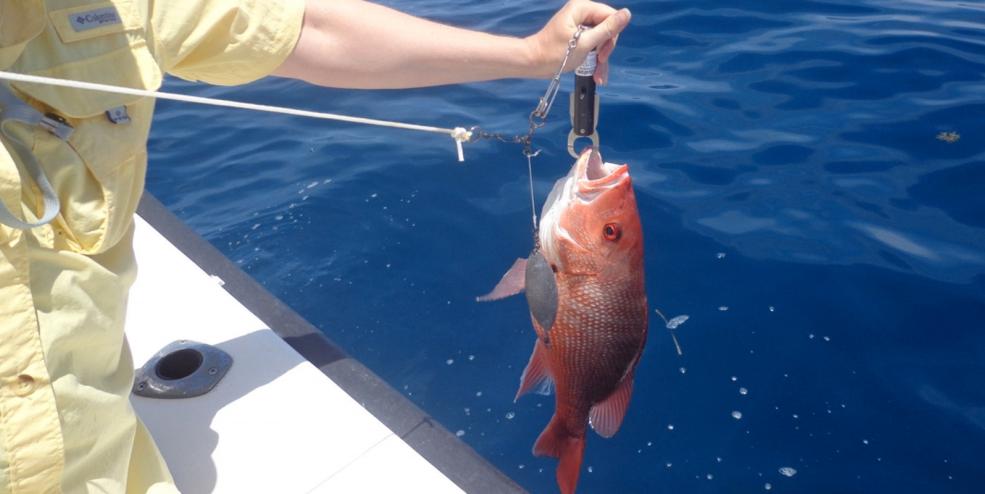 Red Snapper