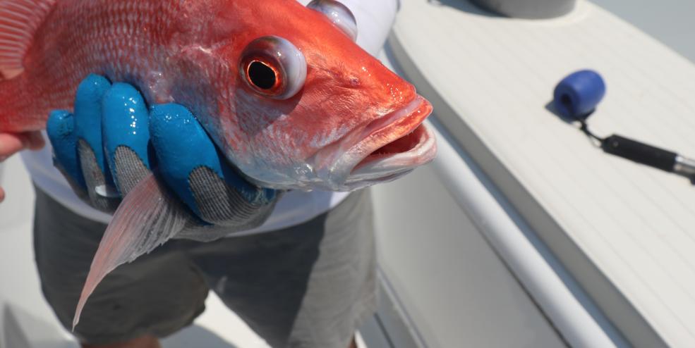 Red Snapper