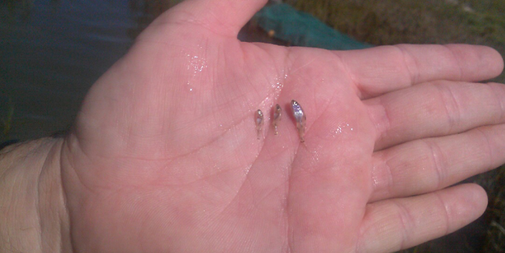 No juvenile Red Drum were found near Cedar Bayou in the two years of pre-opening samples. These juveniles were found near the bayward mouth of the inlet less than a month after it reopened.