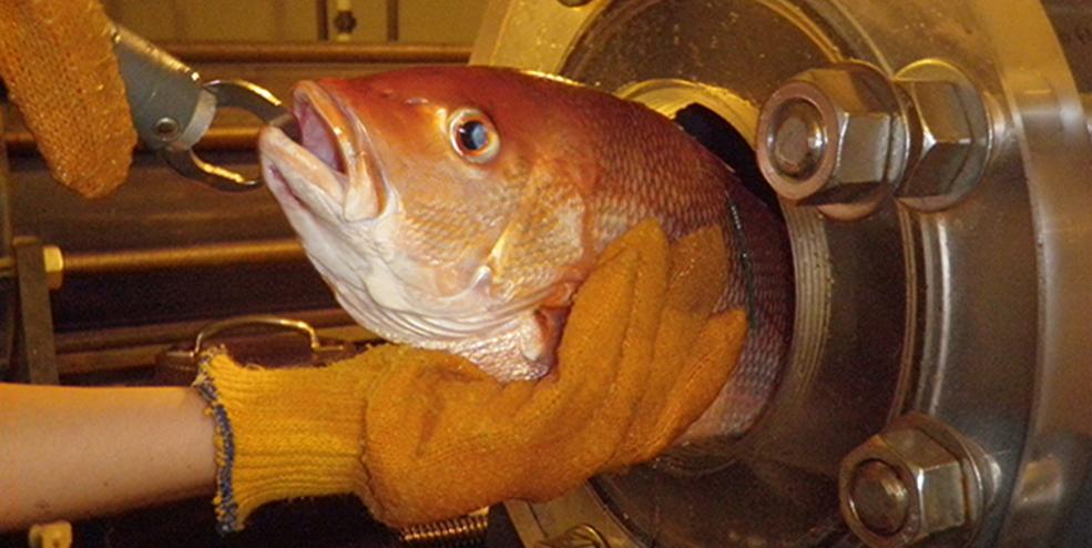 Using hyperbaric pressure chambers, we can stimulate fishing at various depths and the effects of multiple recaptures on fish survival.