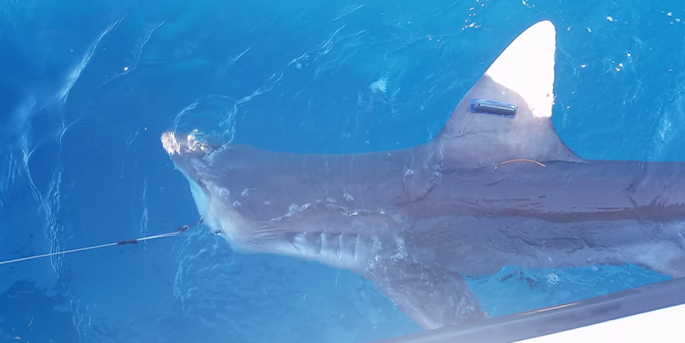An external acoustic tag attached to the dorsal fin of a Sandbar Shark for tracking residency around offshore artificial and natural reefs.