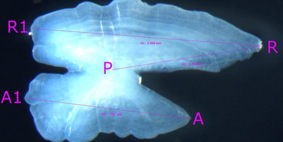 photo of Dolphinfish saggital otolith