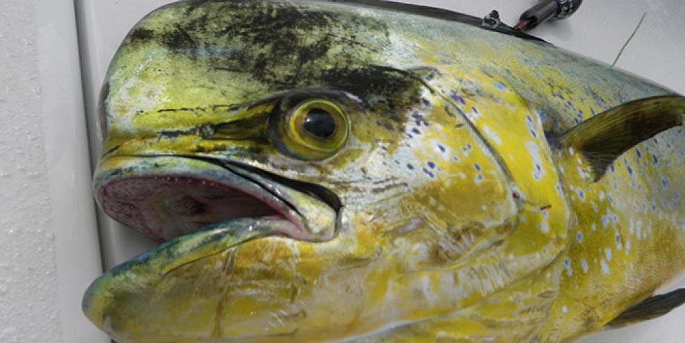 A satellite-tagged Dolphinfish