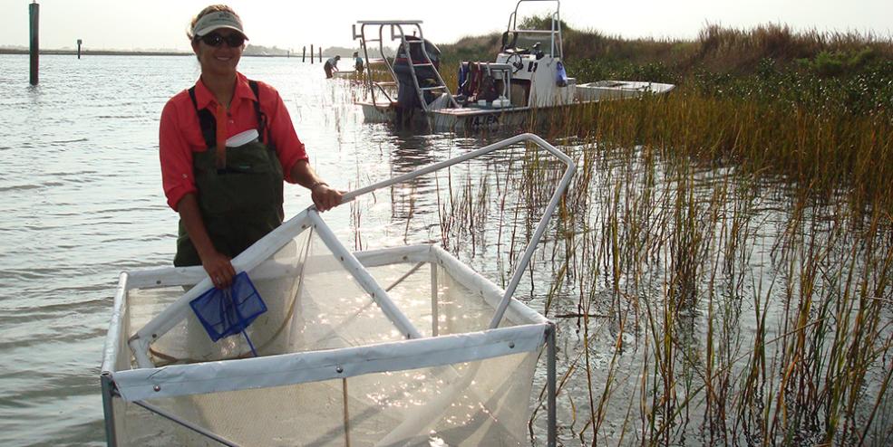 Sampling nekton habitat use of marsh edge habitat using a 1-meter square drop sampler. The fish and crustaceans are then captured using sweep nets.