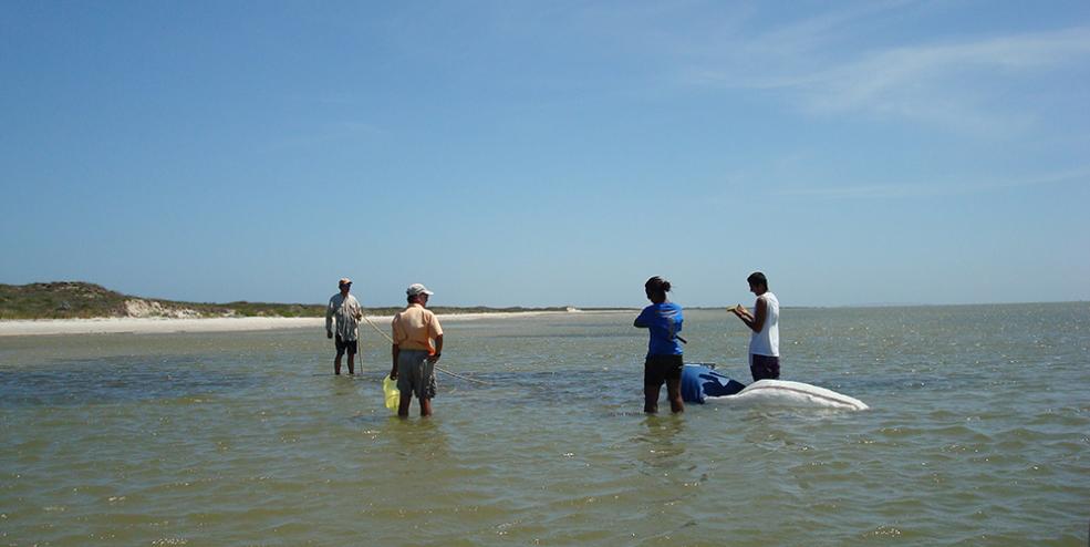 Sampling a fragmented seagrass habitat using an epibenthic sled.