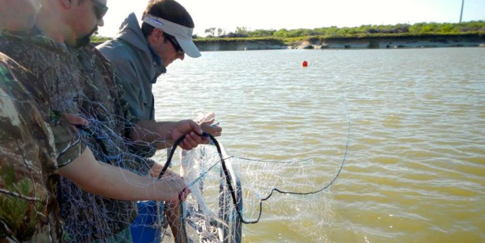 Setting a gill net to capture adult fishes for numerous inshore projects.