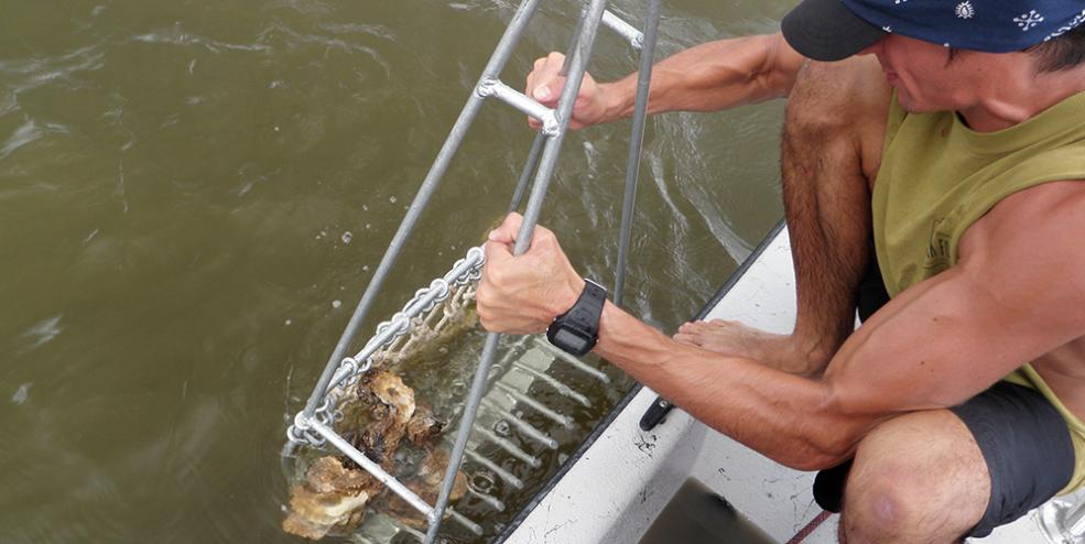 Collecting subtidal oysters in Sabine Lake, Texas.