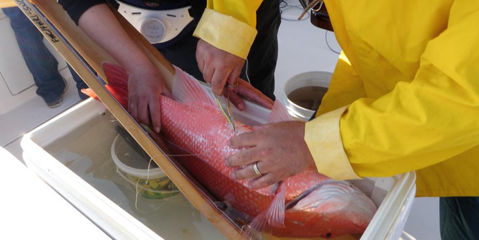 Acoustic tag implantation in a large sow Red Snapper offshore in the Gulf of Mexico