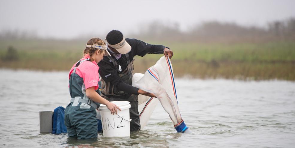 Processing benthic sled sample