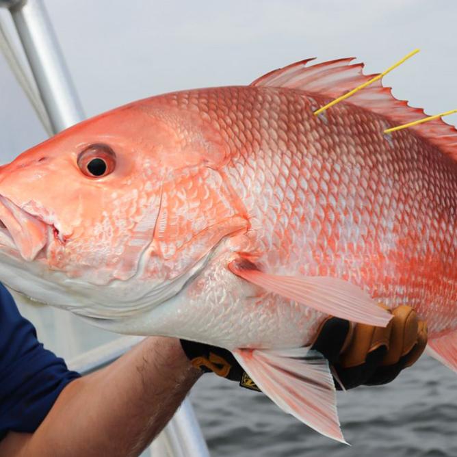 tagged red snapper