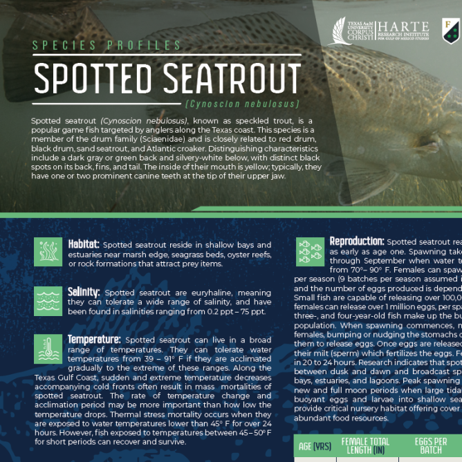 Spotted seatrout flyer