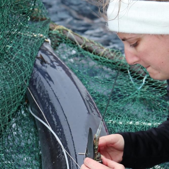 Dr. Kesley Banks tagging a shark