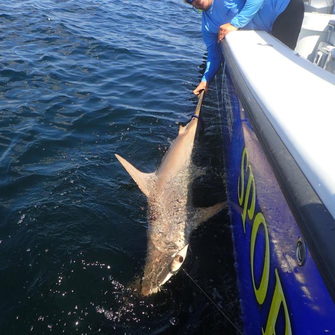 HRI Shark Tagging