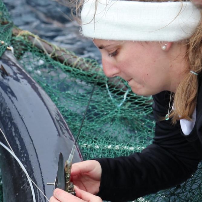 HRI Shark Tagging - Fin Finder
