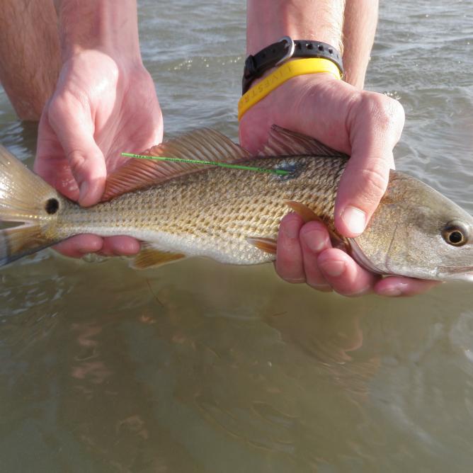 redfish tagging