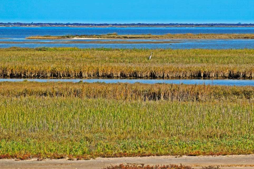 Matagorda Bay marsh