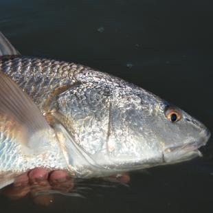 Red Drum