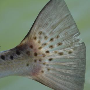 Spotted Seatrout