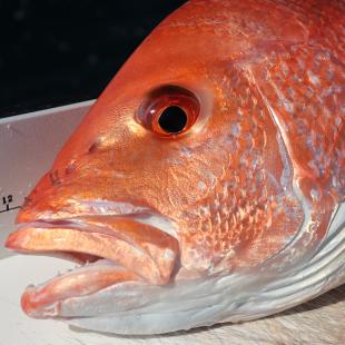 Red Snapper