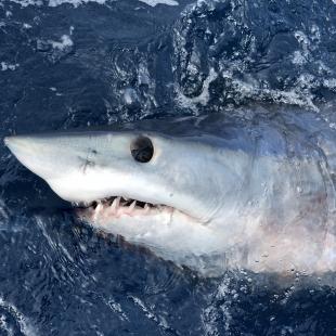 Mako Shark