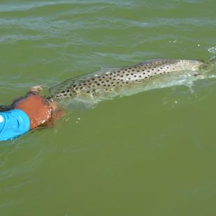 Releasing a Spotted Seatrout