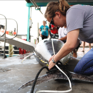 Measuring a tuna