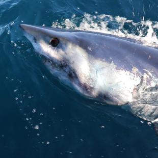 Meet our Sharks