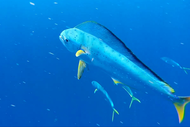Dolphin Research Institute |